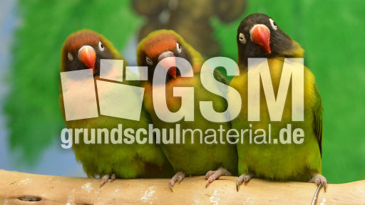 Unzertrennliche (7).jpg